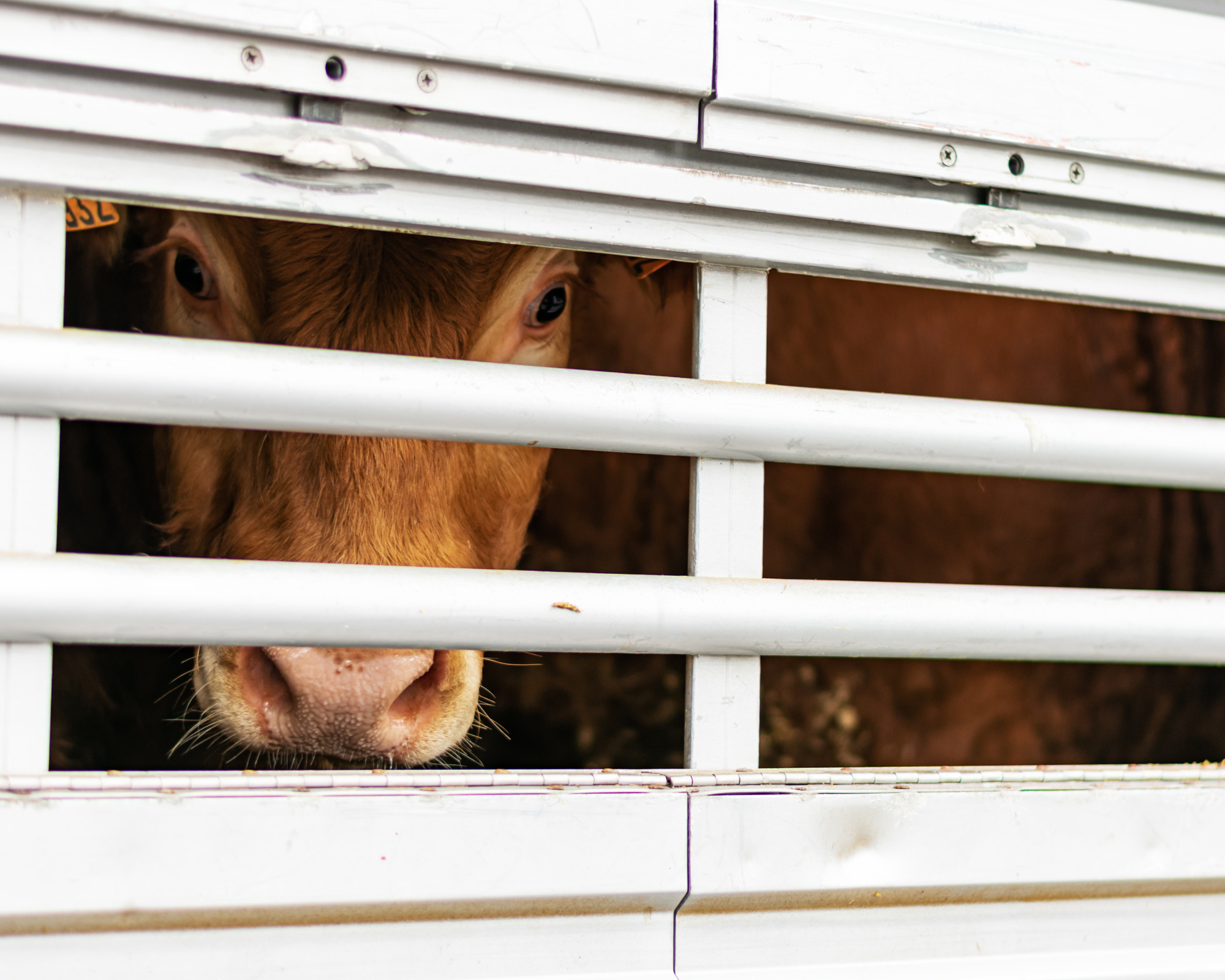 Animals in Transport